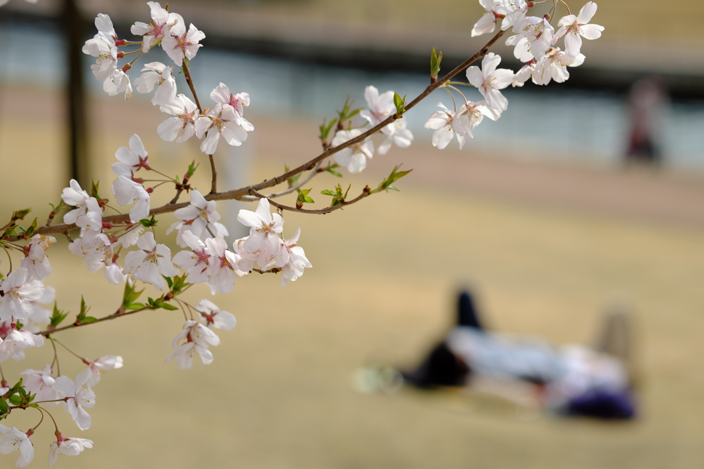 日差し