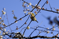 野鳥撮影は難しい