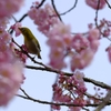 目白と桜