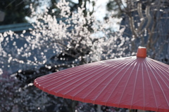 北野天満宮梅園にて