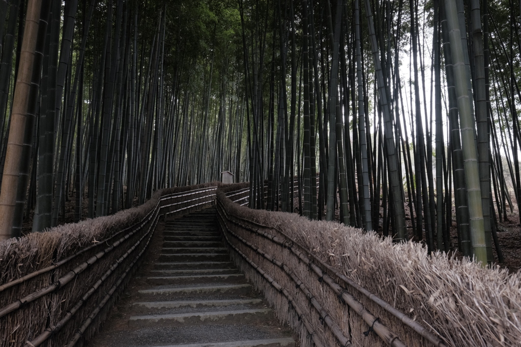 竹林の路