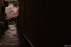 桜色クロマトグラフィー