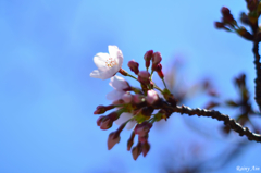 快晴の桜前線