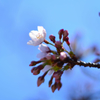 快晴の桜前線