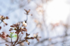 快晴の桜前線