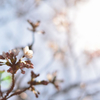 快晴の桜前線