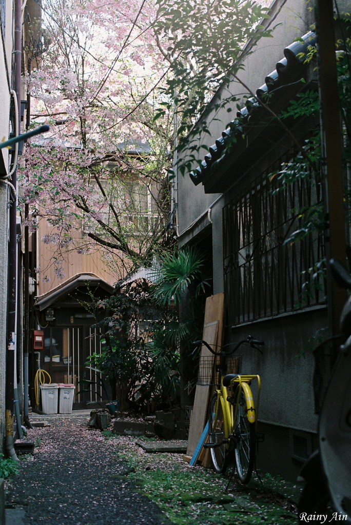 春の時間の堆積物