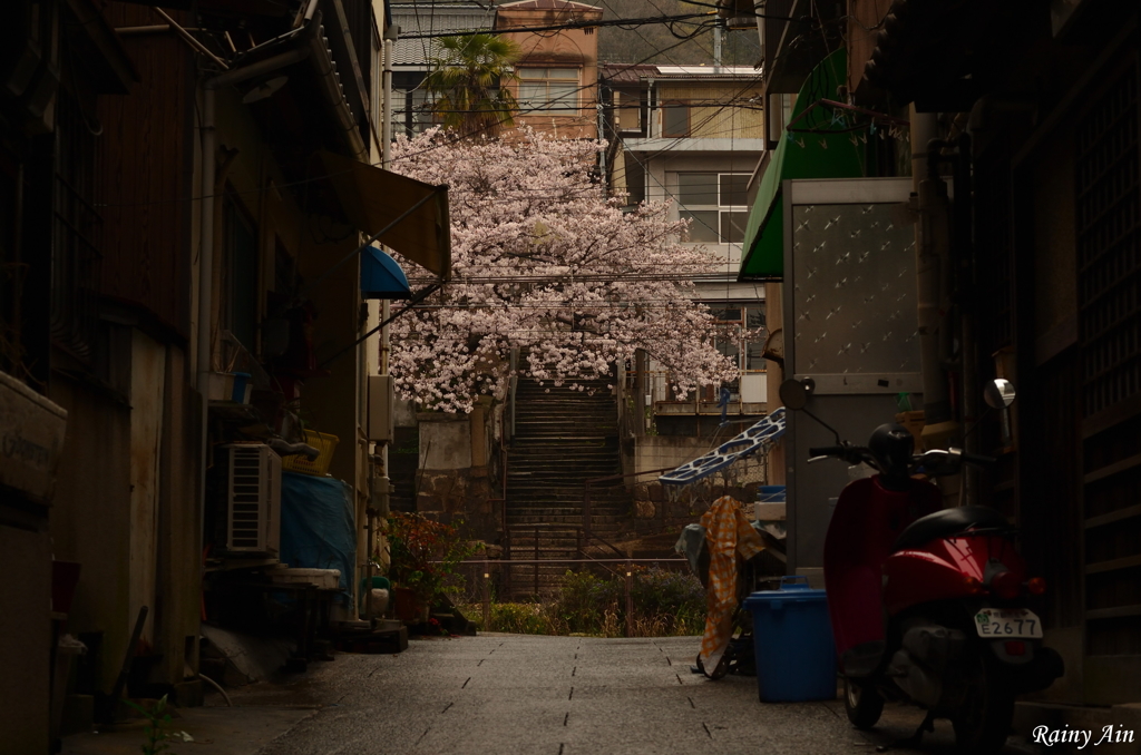 雨花の路地裏 by 雨降あいん （ID：6620296） 写真共有サイトPHOTOHITO