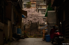 雨花の路地裏