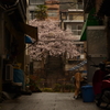 雨花の路地裏