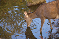 奈良公園