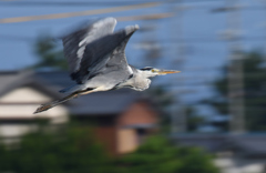 試し撮り