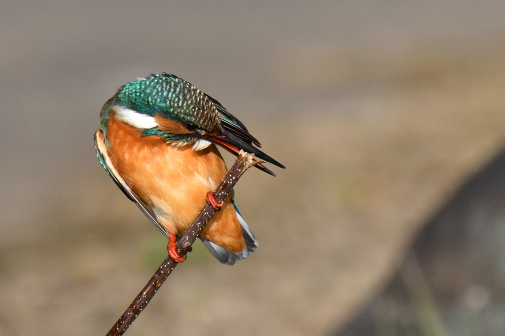 歯磨きしなくちゃ