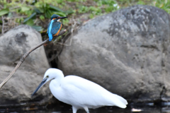 縄張り荒らしは駄目だよ～