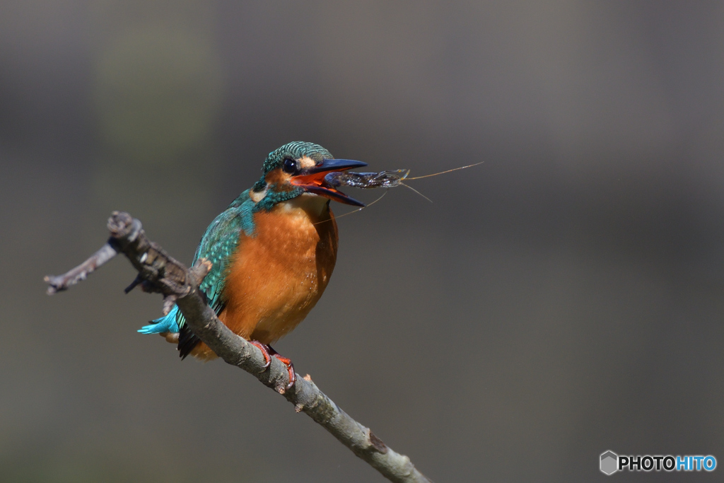 エビでお手玉？