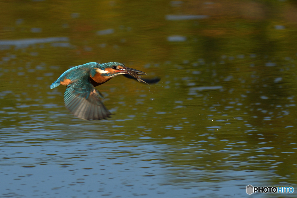 エメラルドグリーン