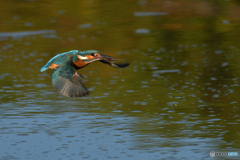 エメラルドグリーン