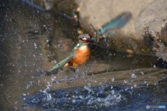 獲ったぞ～(^O^)