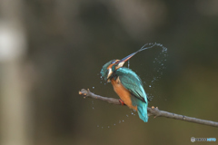 水芸