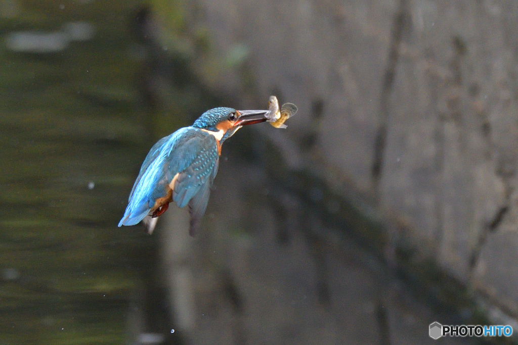 御馳走　ゲットだぜ！