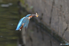 御馳走　ゲットだぜ！