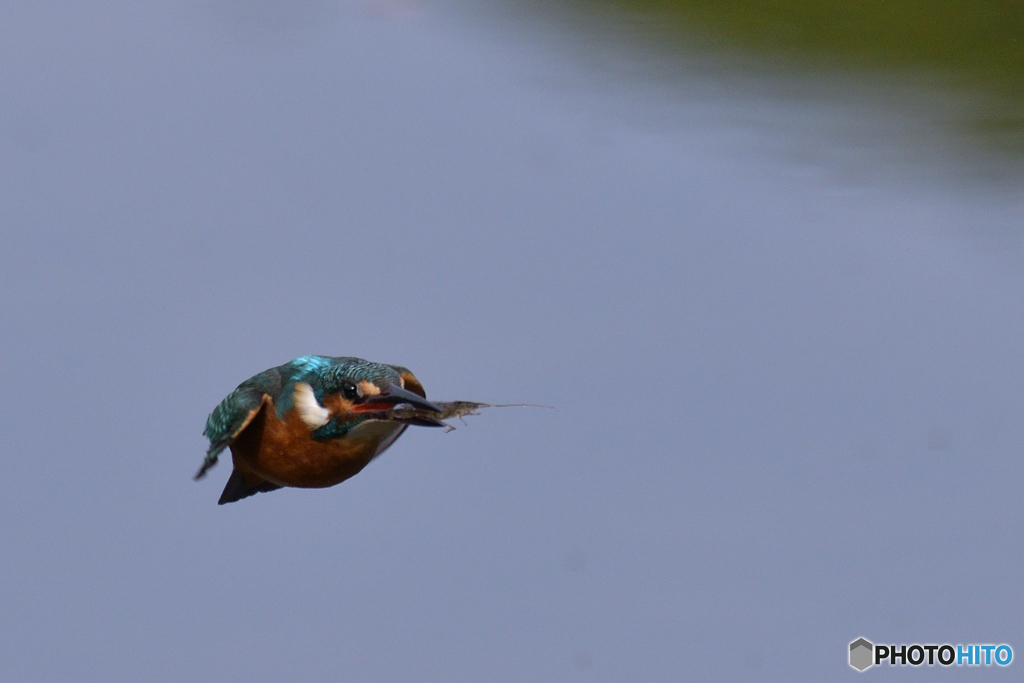 弾丸娘　其の弐