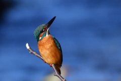 瞳の彼方に何が・・・