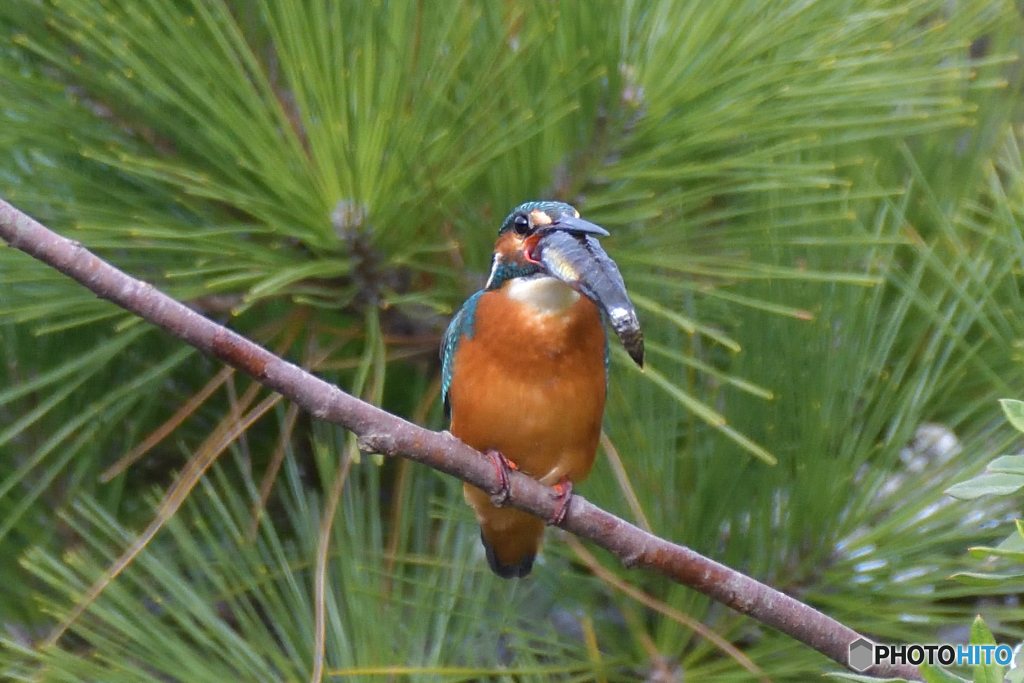 大物を丸呑み！