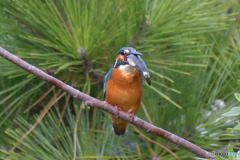 大物を丸呑み！