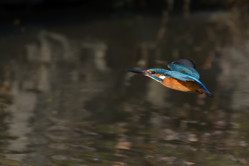 水辺の水平飛行