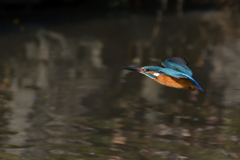 水辺の水平飛行