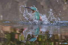 水鏡擬き