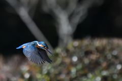 獲物に向かって