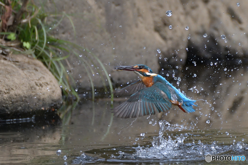 小さいエビさんゲットだぜ！