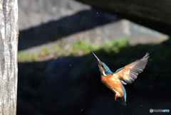 昇る！