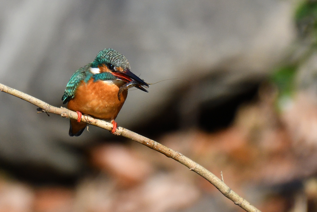 昼食はエビで我慢。