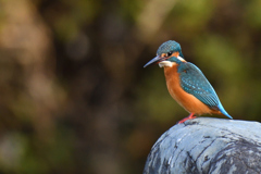 獲物は何処かな？