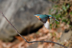獲物に向かって