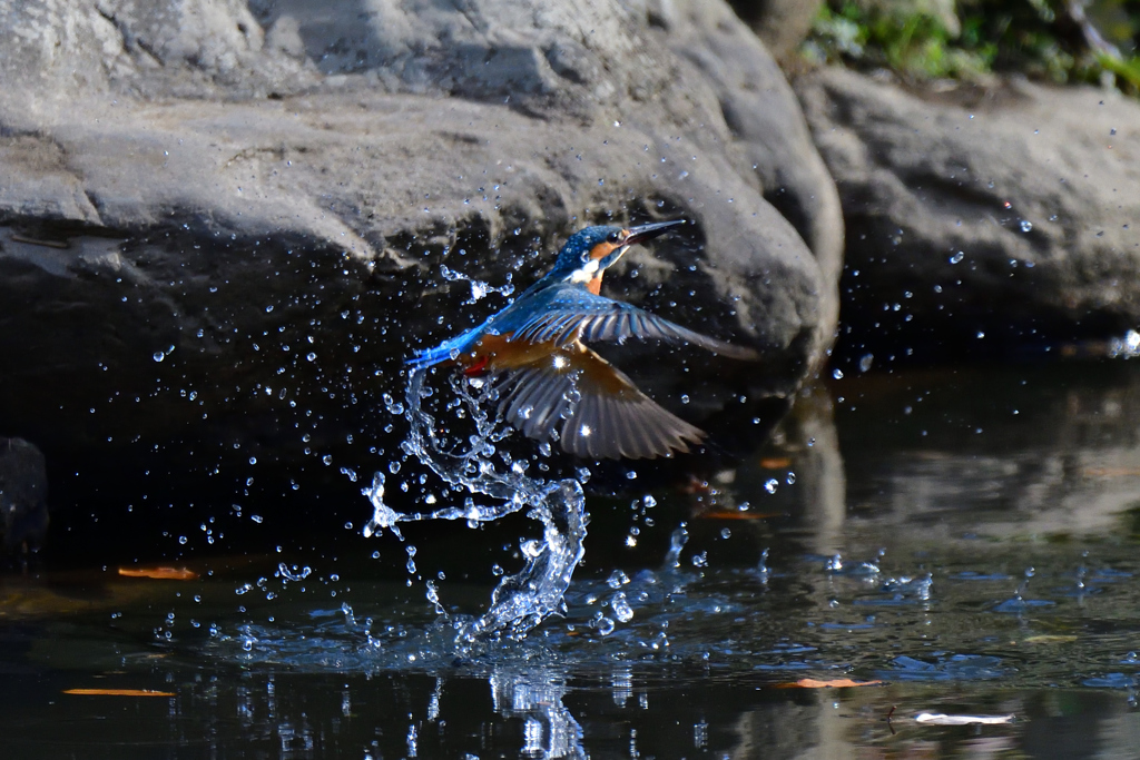 獲れなかった～(^_^;)