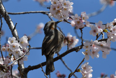 桜ヒヨドリ