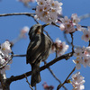 桜ヒヨドリ