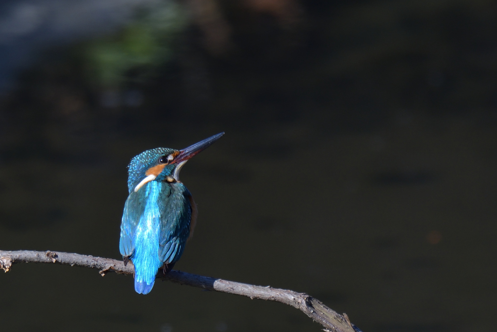 視線の先には何が・・・。