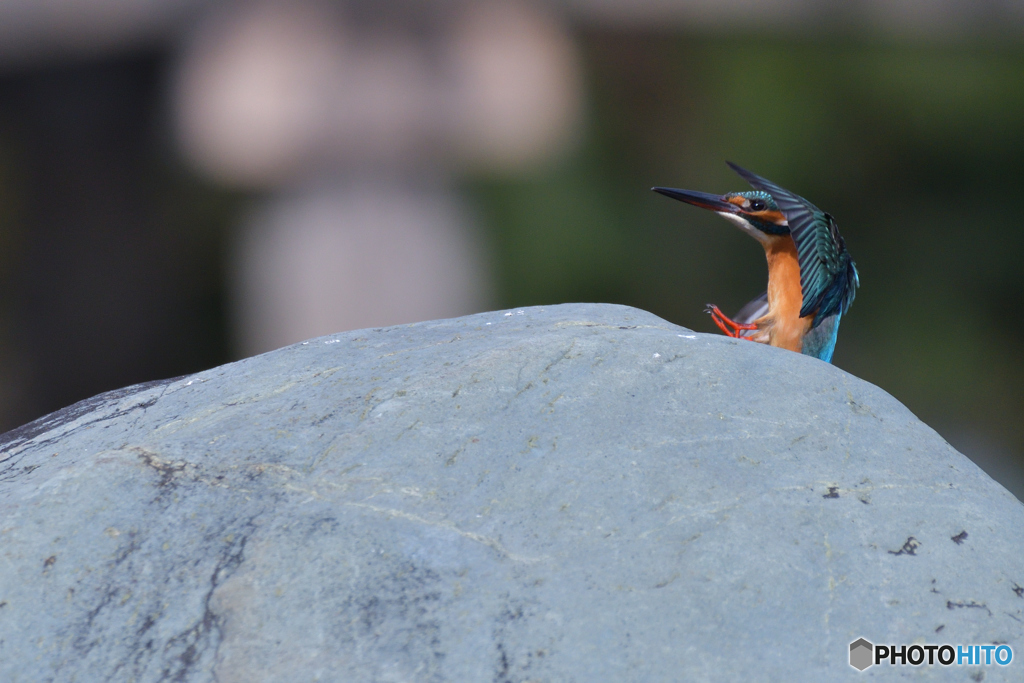 ひょっこりはん