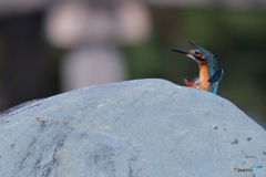 ひょっこりはん