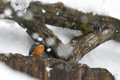 吹雪の中の狩り