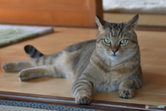 我が家のドラ息子