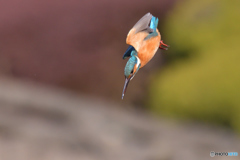 空飛ぶ忍者　其の弐