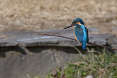 獲物居るかな？