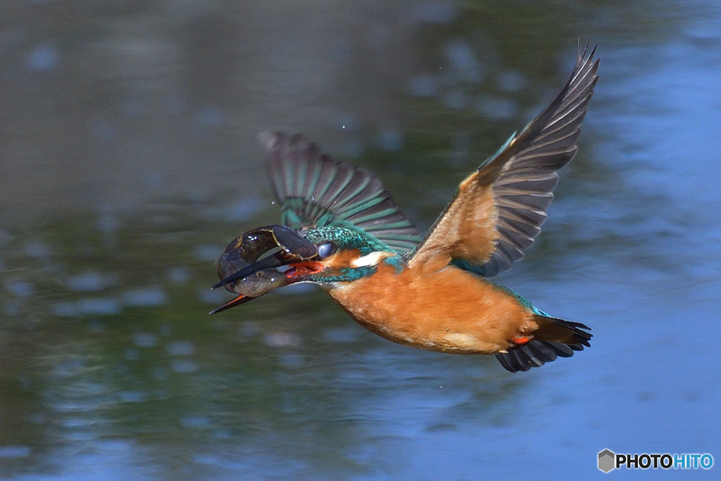 瞬膜が残念ですが・・・(^_^;)