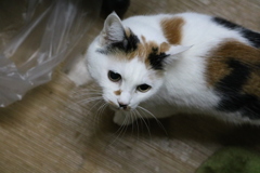 1番はじめに撮ったうちの猫